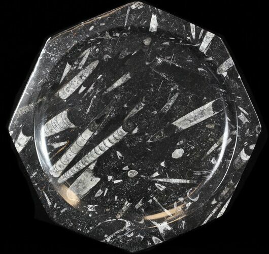Fossil Orthoceras & Goniatite Plate - Stoneware #38046